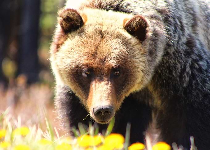 Grizzly Creek