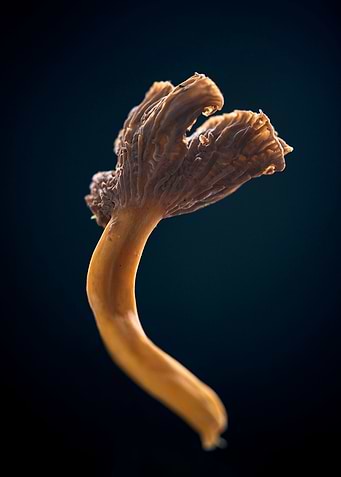 La Chanterelle