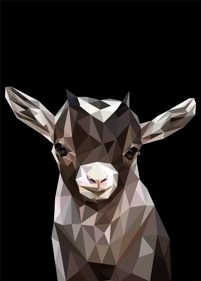 baby goat