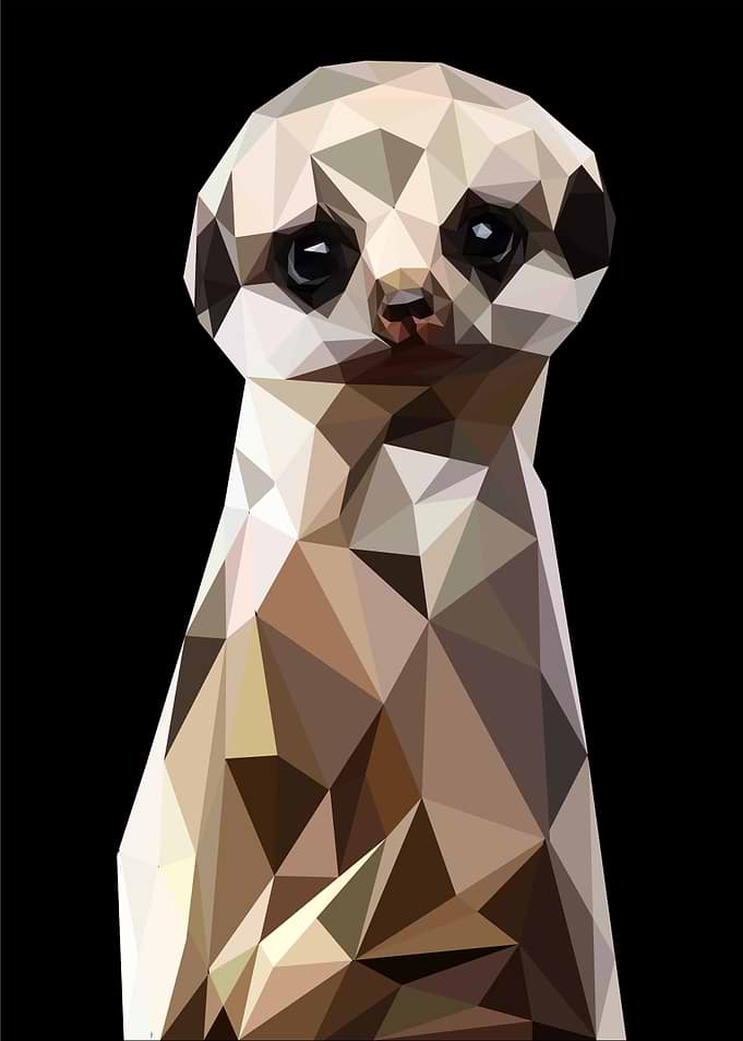 meerkat