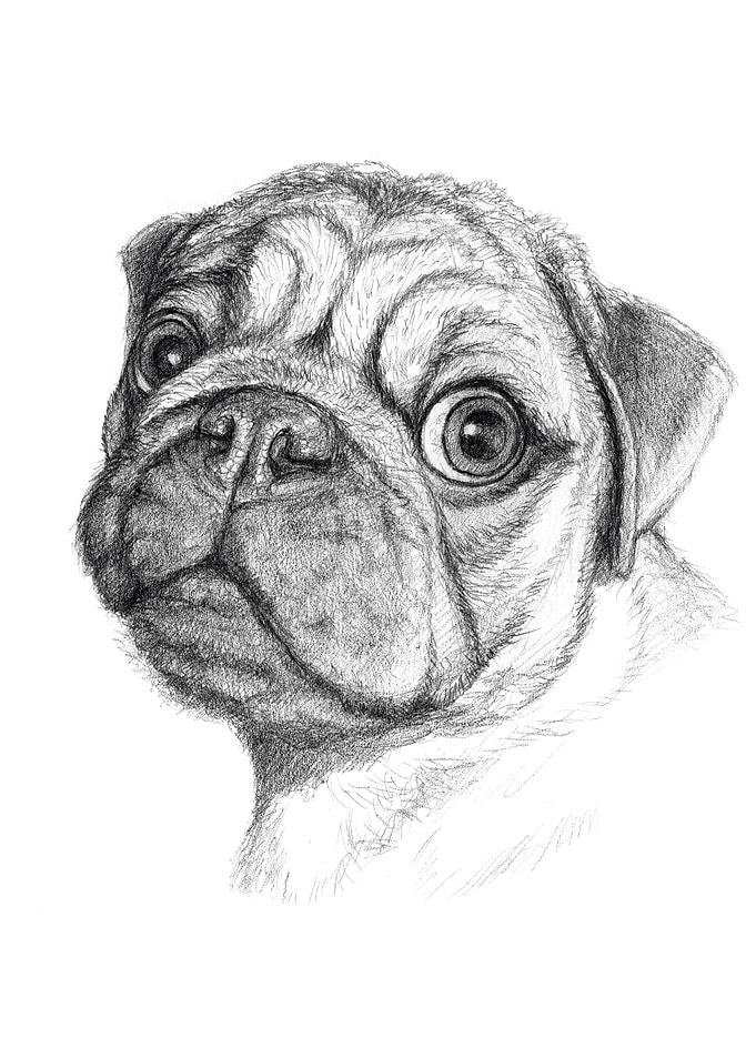 Cute Pug Puppy G220018