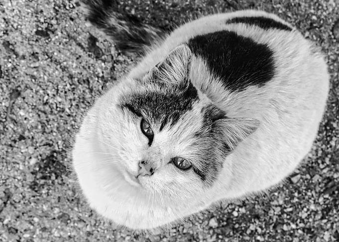 CloseUp portrait of a cat