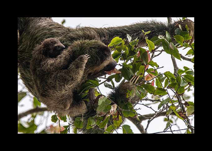Sloth