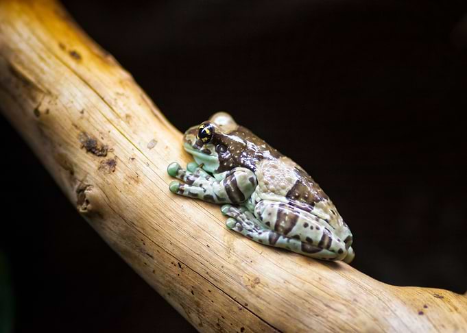 Amazonian milk frog