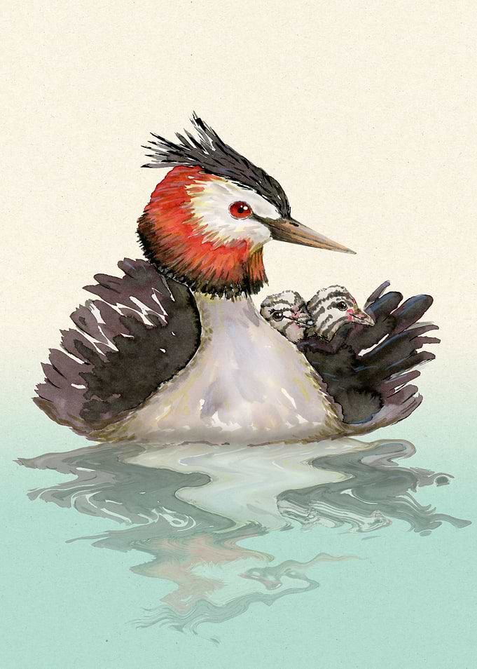 Great Crested grebe mum