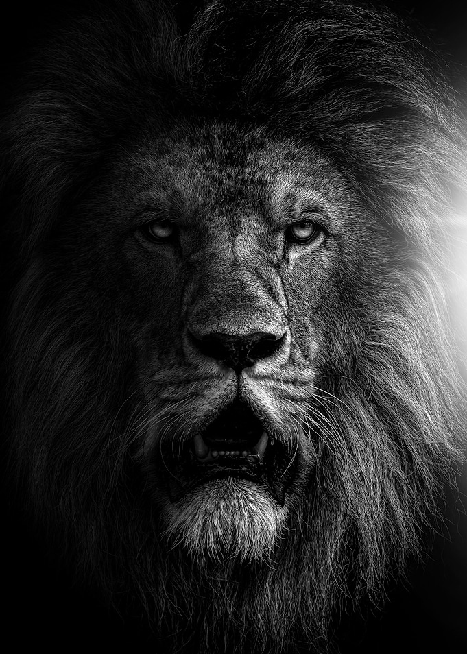 black and white lion