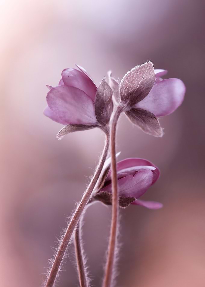 Spring flowers