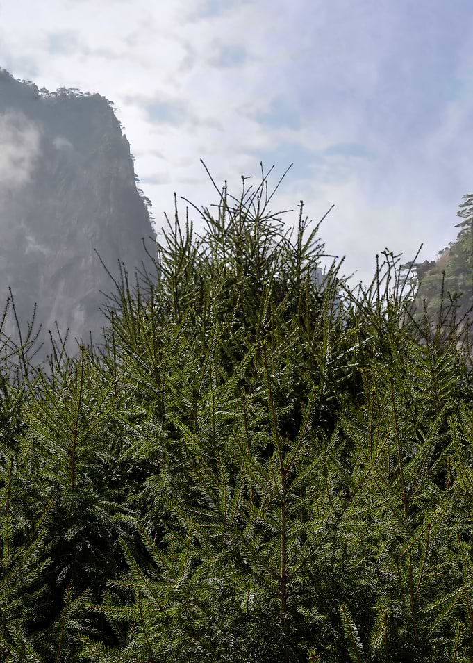 Taiwan Alpine Scenery