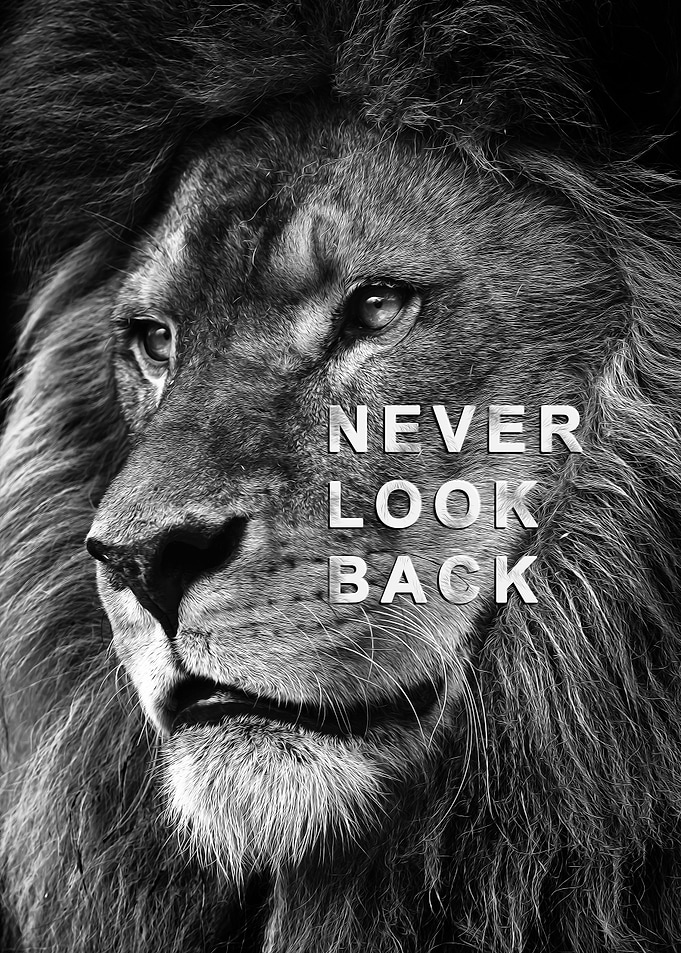 wild lion face Motivation