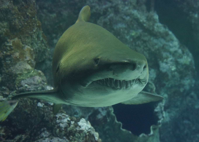 Shark Hunt