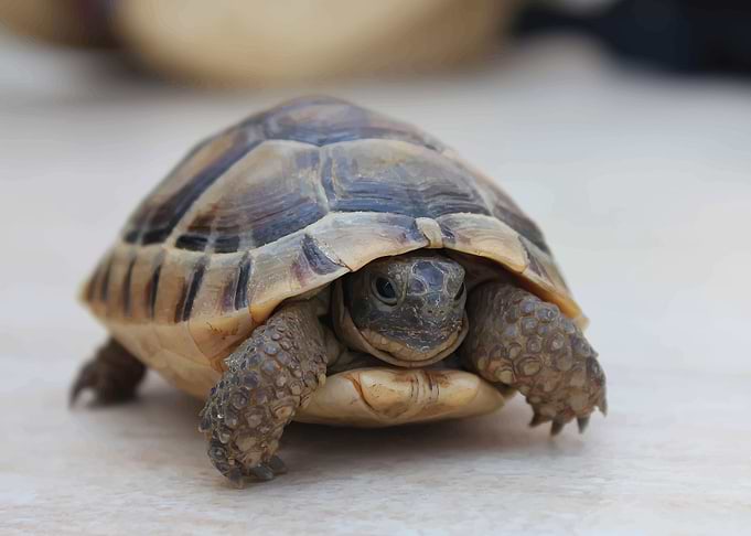 turtle