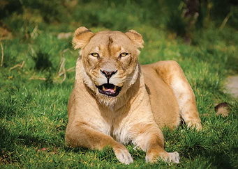 Lions