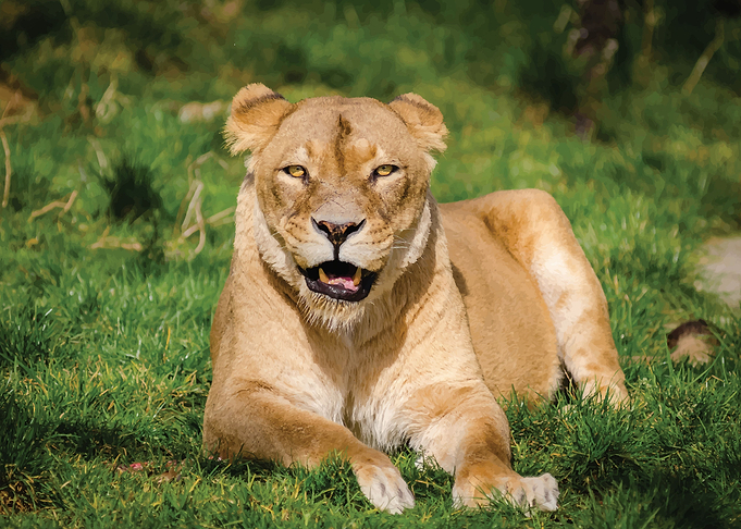 Lions