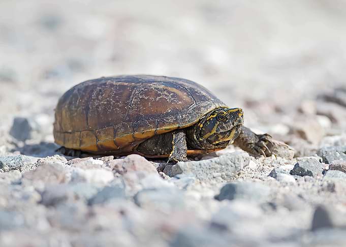 turtle