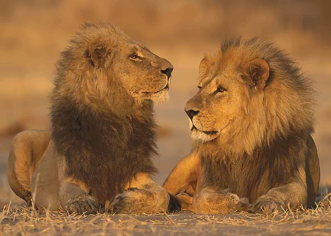 Lion