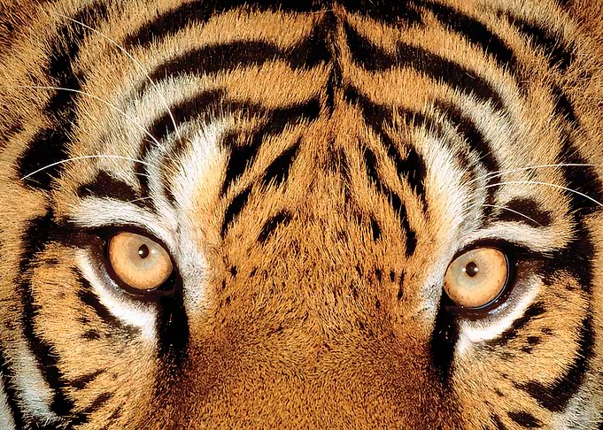 Tiger face