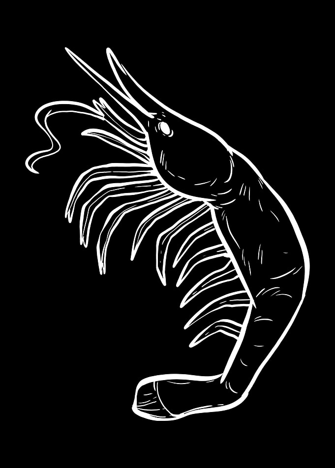 Shrimp Silhouette
