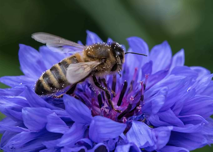 Bee and flower