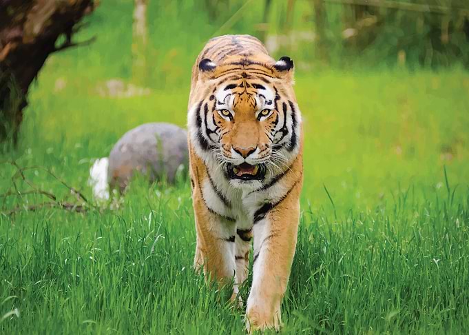 Tiger