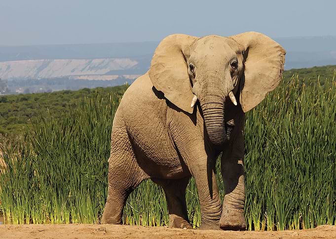 Elephant
