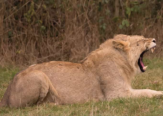 Lion