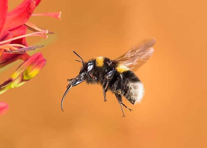 Bee