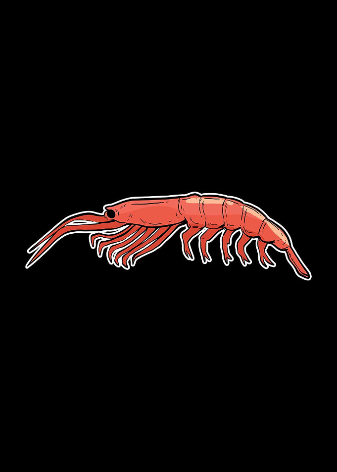 Shrimp