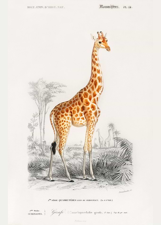 Giraffe illustration