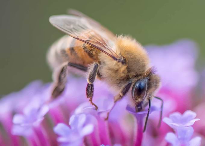 Bee