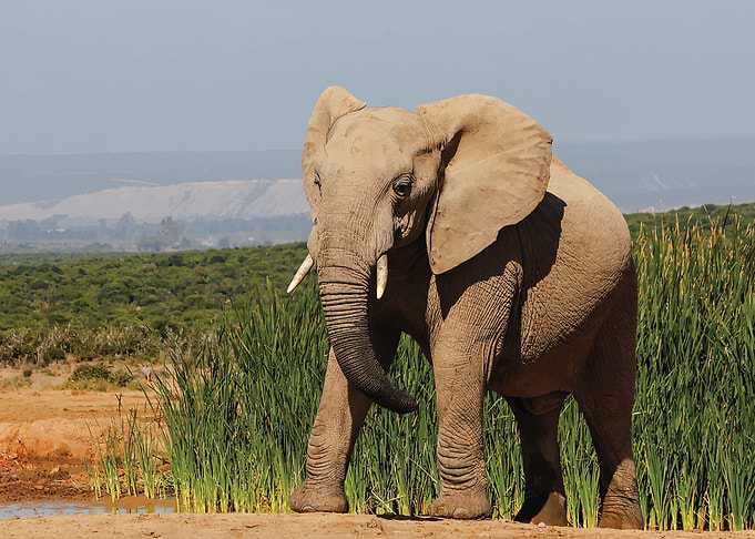 Elephant