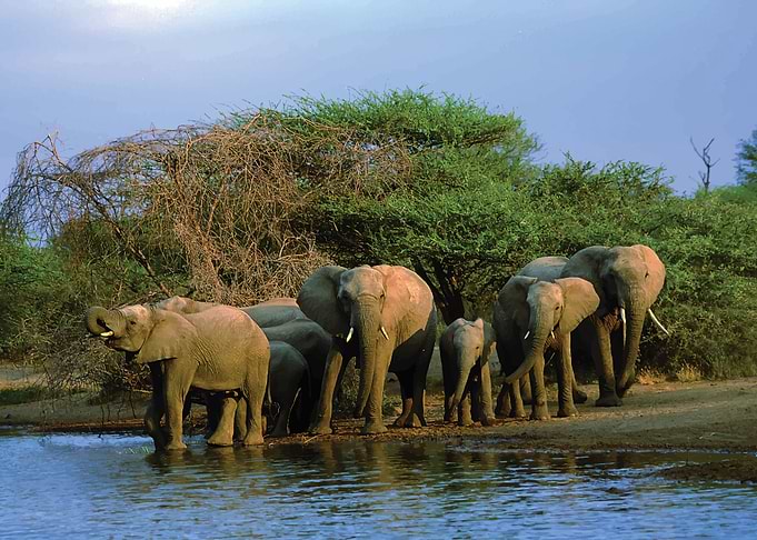 Elephants