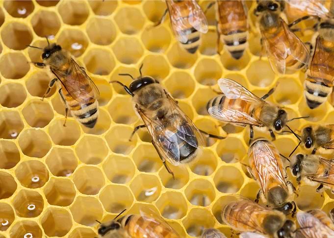 Bees