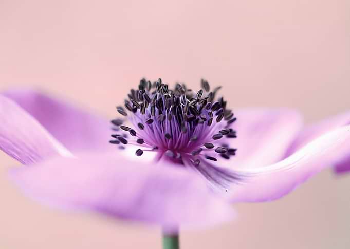 Anemone flowers