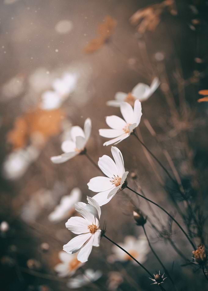 White flowers in garden