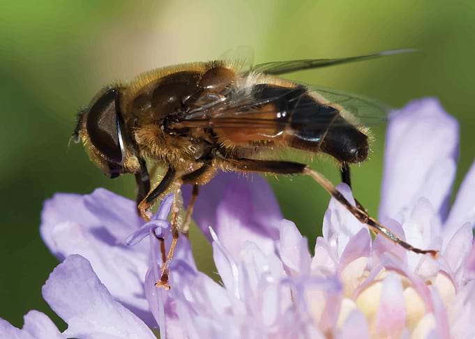 Bee and flower