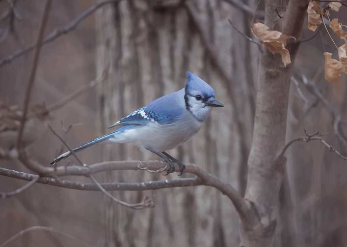 Birds