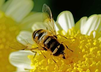 Bee