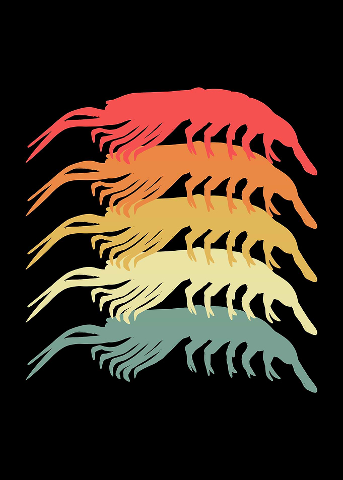 Colorful Shrimp
