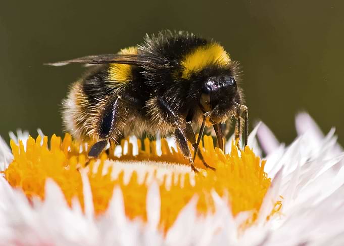 Bee and flower