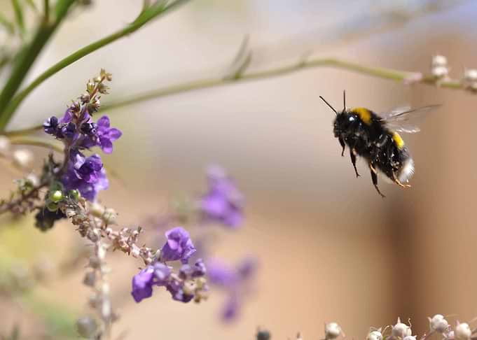Bee