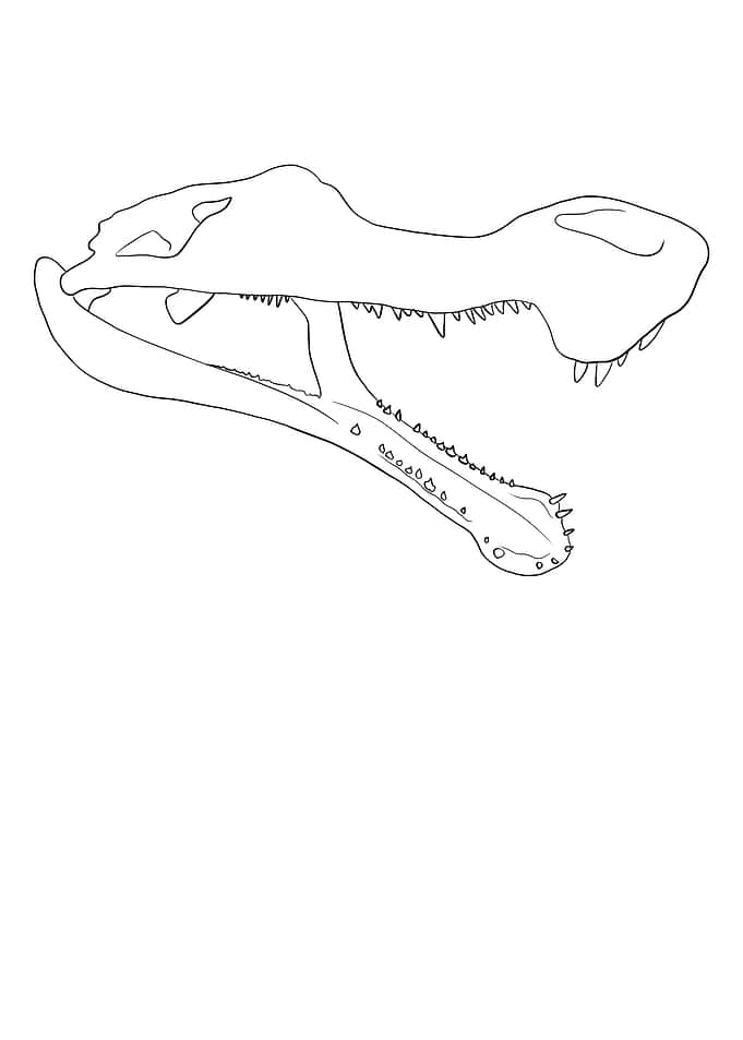 Dinosaurier Sarcosuchus