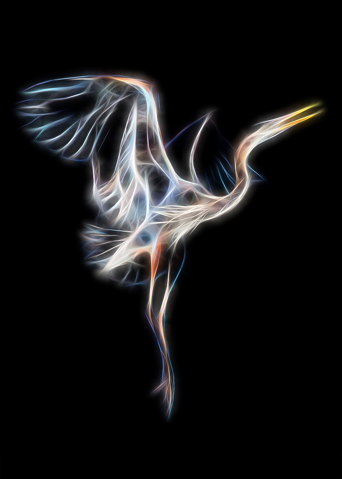 Heron Bird Dance