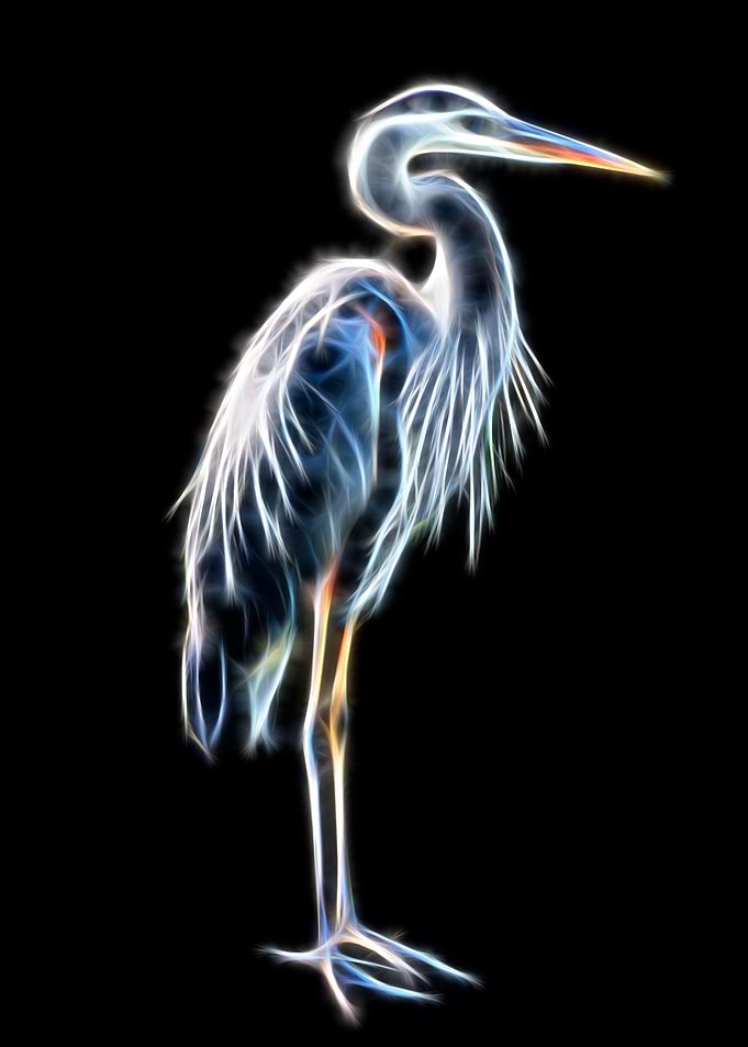 Standing Heron