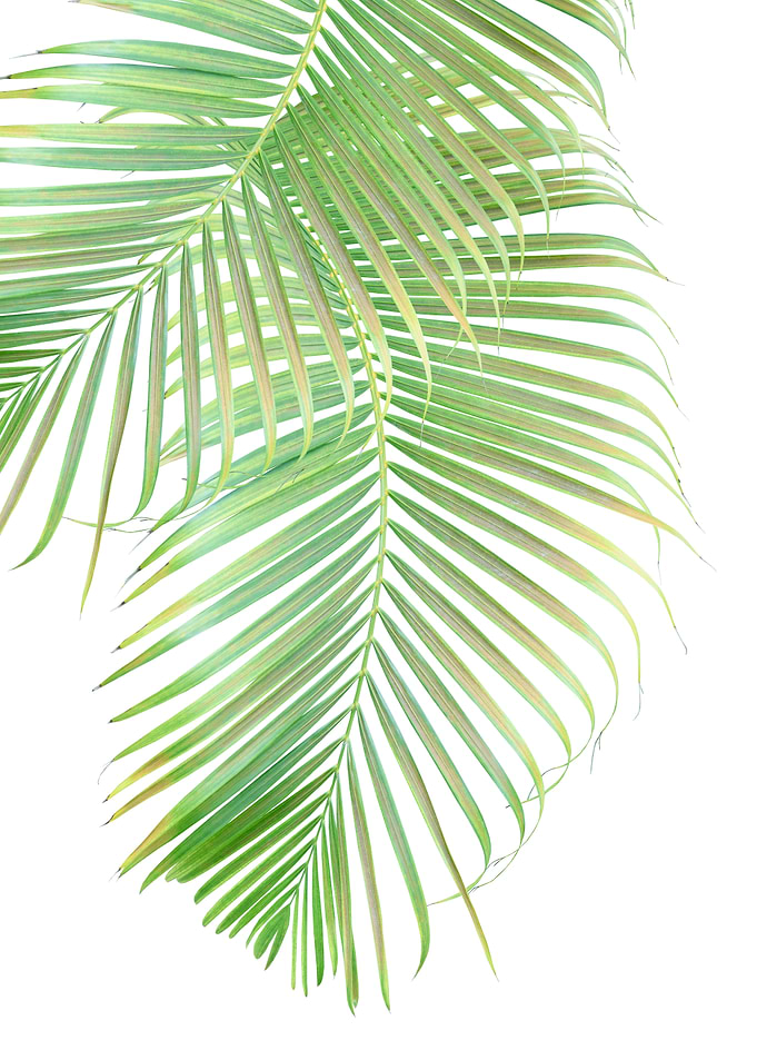 Palm Leaf Delicado 1