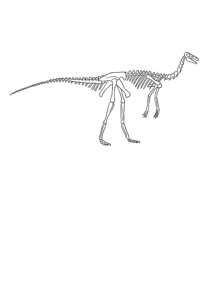 Dinosaurier Gallimimus