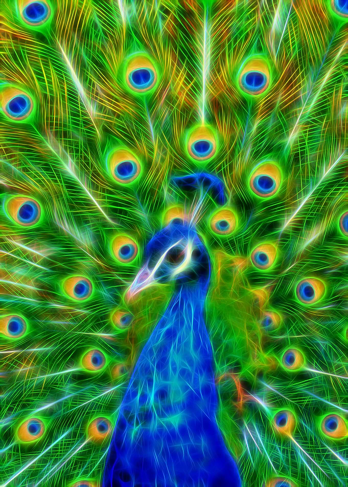 Colorful Peacock