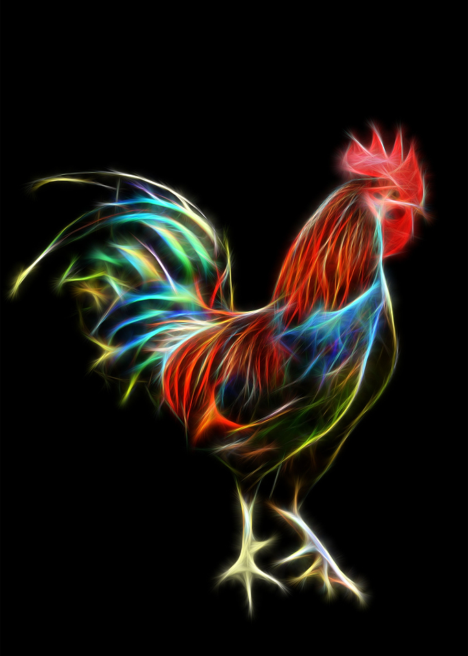 Colorful Rooster
