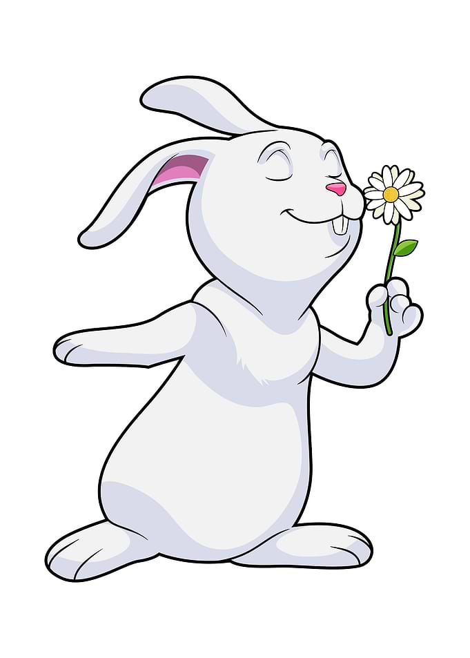 Rabbit Flower Daisy