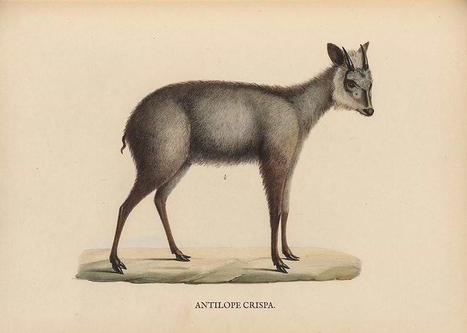 Vintage Animal Structure