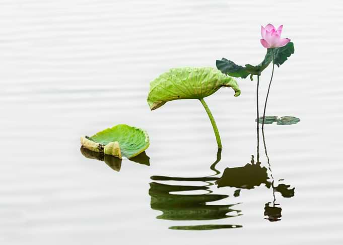 Lotus